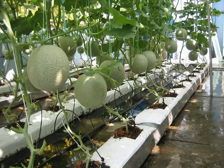 Dưa lưới - Rau sạch trồng trên Grow Bag Xơ dừa lủng trẳng trên sân thượng 8X Sài thành 